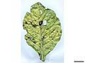 Alternaria brassicicola host symtoms8.jpg