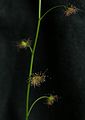 Drosera auriculata stem Darwiniana.jpg