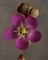 Drosera capillaris flower Darwiniana.jpg