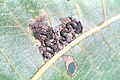 Acrobasis juglandis 2666039.jpg