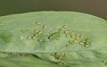 Acyrthosiphon pisum 2200054.jpg