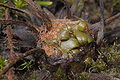 Drosera filiformis hibernacula Darwiniana.jpg