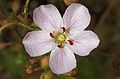 Drosera omissa x pulchella Darwiniana.jpg