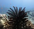 Feather star coral reef.jpg