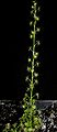 Drosera peltata Darwiniana.jpg