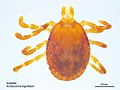 Amblyomma triguttatum male nymph.jpg