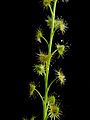 Drosera peltata 2 Darwiniana.jpg