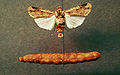 Agrotis subterranea.jpg