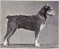Wire-coated German Terrier from 1915.JPG