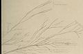 Nervous and mental diseases (1919) (14781611105).jpg