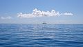 Sailing Boat Horizon.JPG