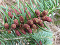Abies balsamea pollen cones1.jpg