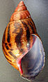 Achatina achatina shell.jpg