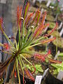 Drosera chrysolepis Darwiniana.jpg