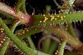 Drosera hartmeyerorum Darwiniana.jpg