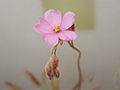 Drosera chrysolepis flower Darwiniana.jpg