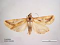Achyra massalis dorsal.jpg