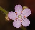 Drosera petiolaris flower 2 Darwiniana.jpg