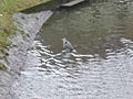 2010-02-04 Herford 091.jpg