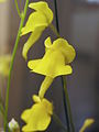 Genlisea aurea flower 4 Darwiniana.jpg