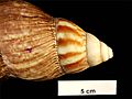 Achatina fulica shell.jpg