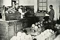 Varietiesofopiumtaiwan1920.jpg