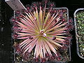 Drosera lanata 2 Darwiniana.jpg