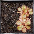 Drosera schizandra 2 Darwiniana.jpg