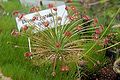 Drosera paradoxa Darwiniana.jpg