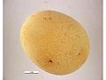 Achatina fulica egg.jpg