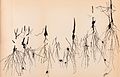 Archives of neurology and psychopathology. (1900) (14798898063).jpg