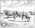 Heubach cattle.jpg