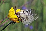 Clouded apollo (Parnassius mnemosyne) female.jpg