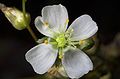 Drosera binata flower Darwiniana.jpg