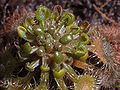 Drosera rotundifolia hibernaculum Darwiniana.jpg