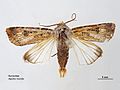 Agrotis munda dorsal.jpg