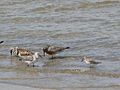 Sandy Point, RI. Credit- Susi von Oettingen-USFWS (5230034076).jpg