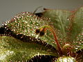 Drosera schizandra inflorescence Darwiniana.jpg