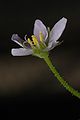 Drosera indica flower 2 Darwiniana.jpg
