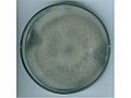 8 day old culture of Curvularia verruciformis grown on PDA.jpg