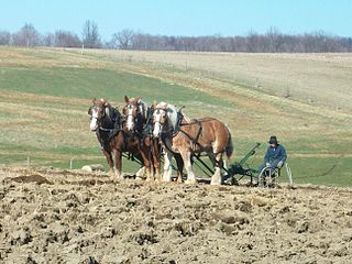 Horses at work 02.jpg