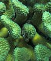 Pocciloporid crab reef macroinvertebrates.jpg