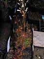 Drosera bicolor Darwiniana.jpg