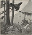Heubach capercaillie.jpg