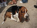 000045 - Perro (1238765901).jpg