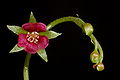 Drosera prolifera flower Darwiniana.jpg