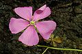 Drosera hamiltonii flower 2 Darwiniana.jpg