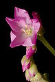 Drosera capensis flower 2 Darwiniana.jpg