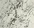 A. M. A. archives of neurology and psychiatry (1919) (14594085777).jpg