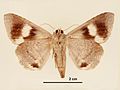Achaea janata female ventral.jpg